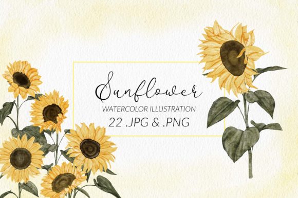 Evaluating the Practical Value of a Watercolor Sunflower Illustration Set