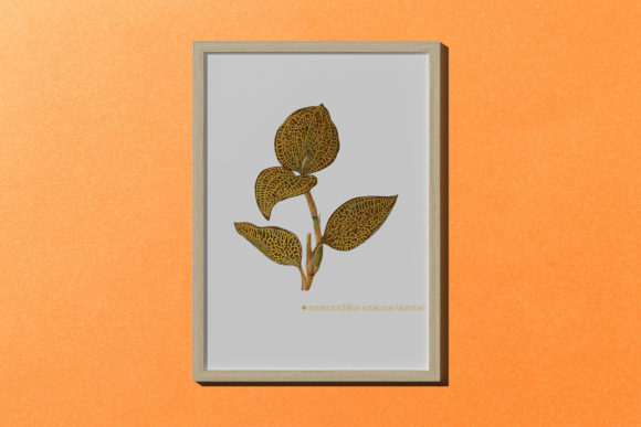 The Anoectochilus Setaceus Leaf Illustration: A Vintage Artistic Treasure