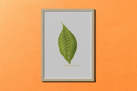 The Aphelandra Leopoldi Leaf Illustration: Your Creative Secret Weapon