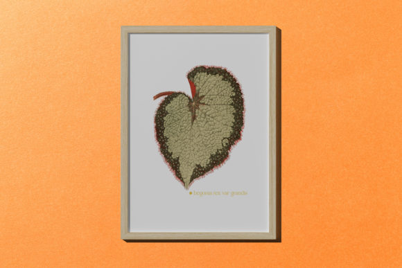 The Charm of Begonia Marshallii Leaf Illustration